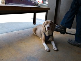 ../2015/06/20-1334-dog-san_francisco-CA.jpg