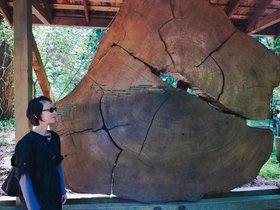 ../2015/06/25-1134-nora-santa_cruz-CA-redwood.jpg