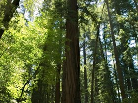 ../2015/06/25-1204-santa_cruz-CA-redwood.jpg