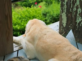 ../2015/07/04-1604-dog.jpg