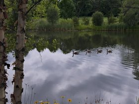 ../2015/07/25-1554-fresh_pond-MA-geese.jpg