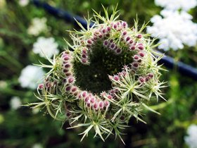 08-1557-flower.jpg