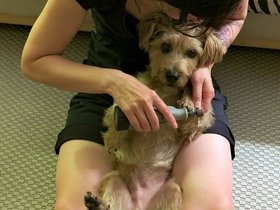../2015/08/11-2204-dog-casper.jpg