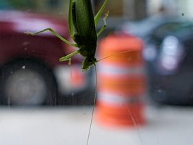 22-1343-bug.jpg