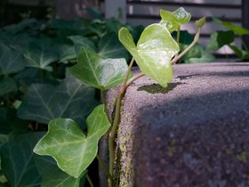 26-1209-macro-plant.jpg