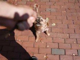 26-1301-casper-tug.mp4