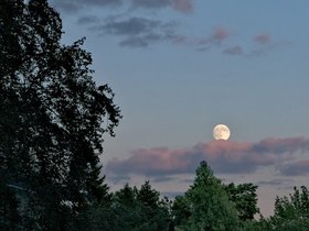 28-1923-moon-tree.jpg