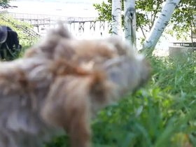 05-0538-ME-peaks_island-casper.mp4