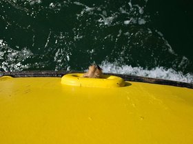 ../2015/09/05-1505-ME-dog-casper-ferry-peaks_island.jpg