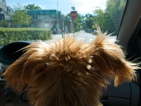 ../2015/09/12-1449-dog-casper.jpg