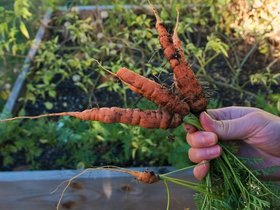 10-1445-carrots-veggie.jpg