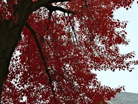 ../2015/10/25-1321-leaf-autumn.jpg