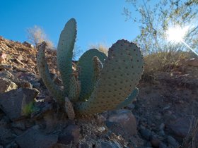 ../2015/11/22-1326-cactus-lake_mead-NV.jpg