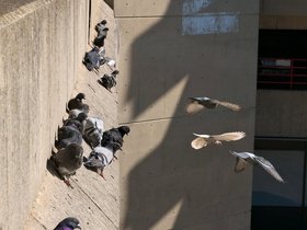 15-0829-roosevelt_island-NY-pigeon.jpg