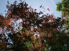 ../2016/06/04-1045-cemetery-mt_auburn-MA.jpg