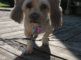 ../2016/09/04-0851-holland-dog-lexie.jpg