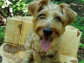 ../2016/09/05-1049-dog-casper.jpg