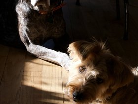 ../2017/01/01-1230-dog-casper.jpg