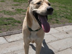 ../2017/05/07-1134-dog.jpg