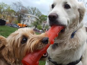 ../2017/05/09-1923-bailey-dog-tug-casper.jpg