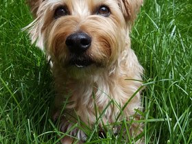 ../2017/06/02-1147-dog-casper-grass.jpg