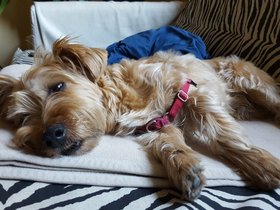 05-1543-dog-casper.jpg