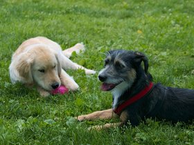 09-1208-dog.jpg