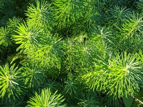 09-1907-plant.jpg