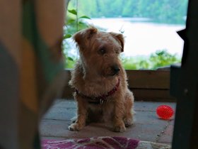 27-1955-mount_william_pond-NH-dog-casper.jpg
