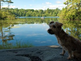 28-0914-mount_william_pond-NH-dog-casper.jpg