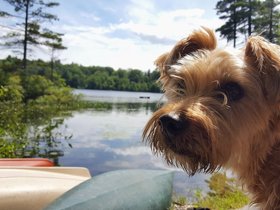 28-1451-mount_william_pond-NH-dog-casper.jpg