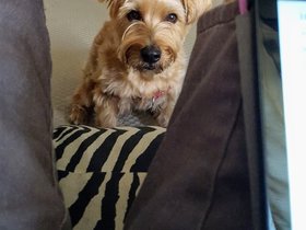 ../2017/08/13-1015-dog-casper.jpg