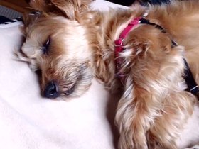 03-1101-casper-sleeping.mp4