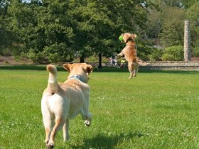 04-1412-dog-jump-casper.jpg