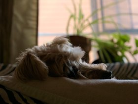 11-0746-dog-morning-casper.jpg