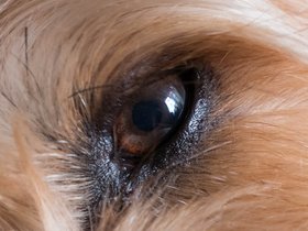 ../2017/11/03-0933-dog-casper.jpg
