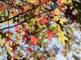 ../2017/11/09-1245-leaf.jpg