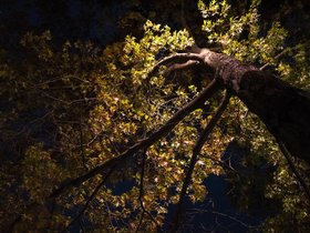 ../2017/11/20-2025-leaf-tree.jpg