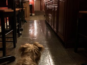 30-1845-casper-portland_ME-ME-dog.jpg