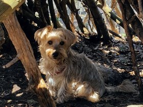 31-1121-casper-portland_ME-ME-dog-woods.jpg