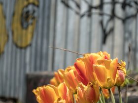 05-1207-flower-street.jpg
