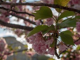 10-1839-flower.jpg