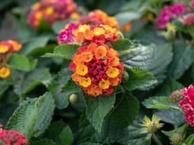 11-1853-flower.jpg