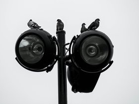 13-1133-lamp-bw-bird.jpg