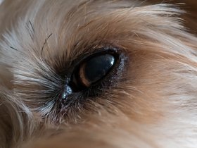 ../2018/07/25-1713-eye-dog-casper.jpg