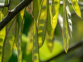 05-1401-plant.jpg