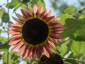10-1015-flower-park-chicago-IL.jpg