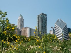 11-1321-park-chicago-IL.jpg