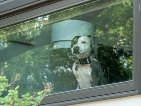 12-1053-dog-chicago-IL-street.jpg