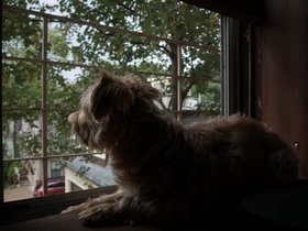 18-1456-casper-window-dog.jpg